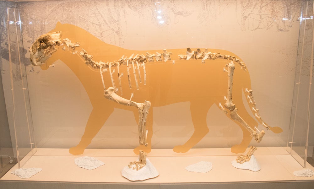 El MEH acoge hasta noviembre una muestra con el esqueleto completo de un león de las cavernas, una pieza única. La exposición se completa con fósiles de otros carnívoros