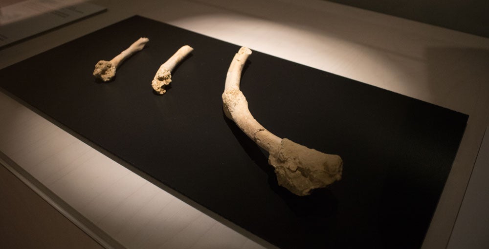 El MEH acoge hasta noviembre una muestra con el esqueleto completo de un león de las cavernas, una pieza única. La exposición se completa con fósiles de otros carnívoros