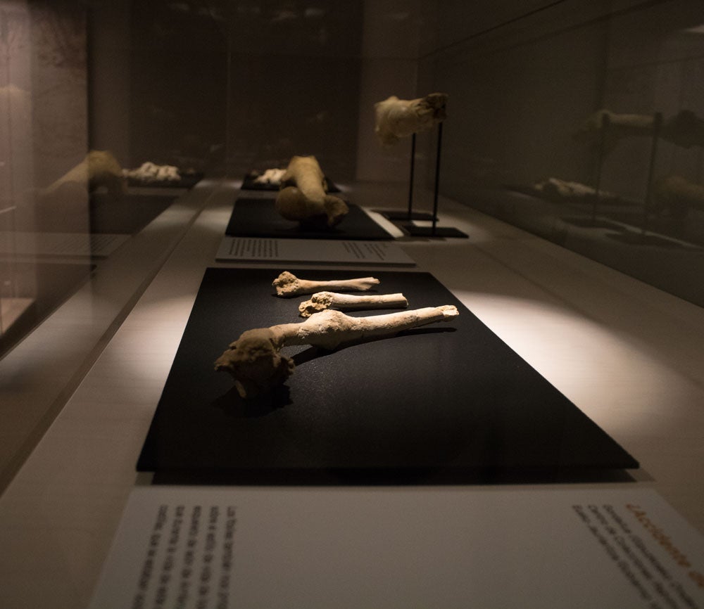 El MEH acoge hasta noviembre una muestra con el esqueleto completo de un león de las cavernas, una pieza única. La exposición se completa con fósiles de otros carnívoros