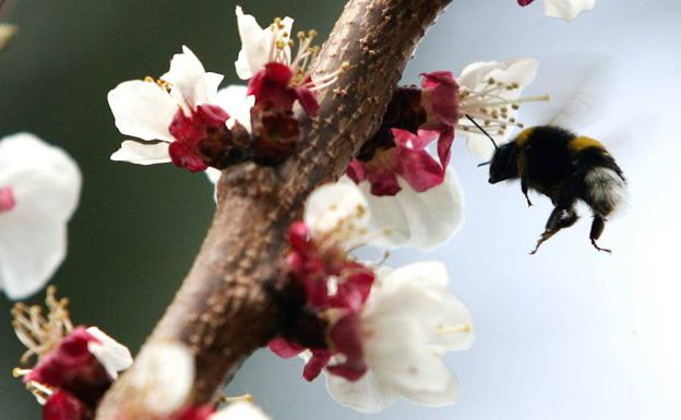 Abeja recoge el polen de un albaricoque en flor