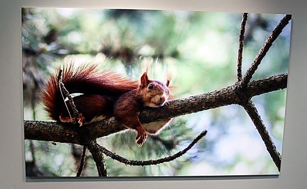 Una de las fotografías de la exposición