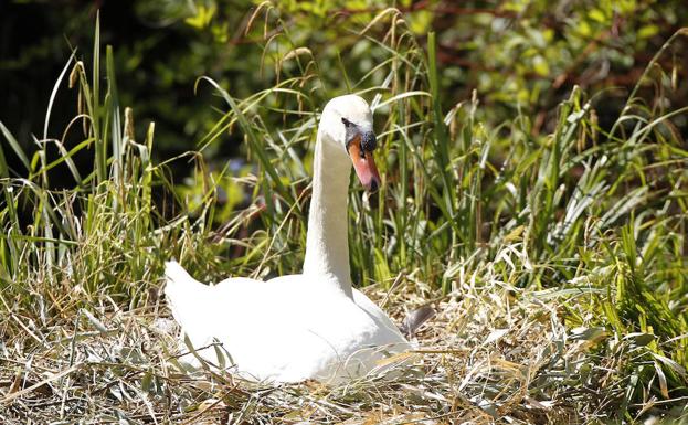 La cisne incuba su nueva puesta en el Parque Isla Dos Aguas. 