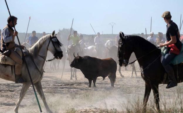 Primer Toro de la Vega sin alanceamiento ni muerte en Tordesillas.