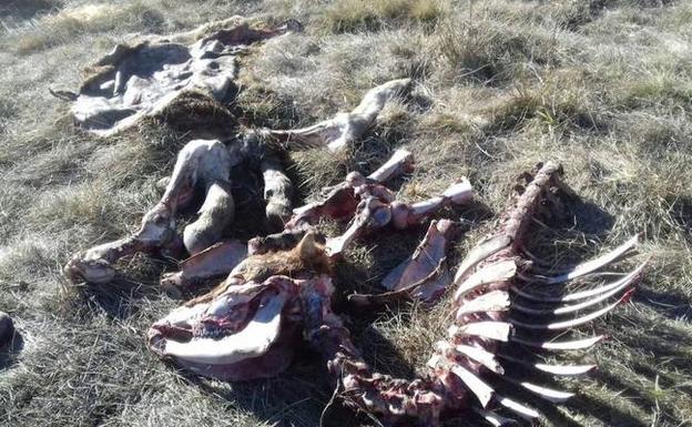 Los lobos matan una novilla y una ternera en San Cebrián de Mudá, Palencia.