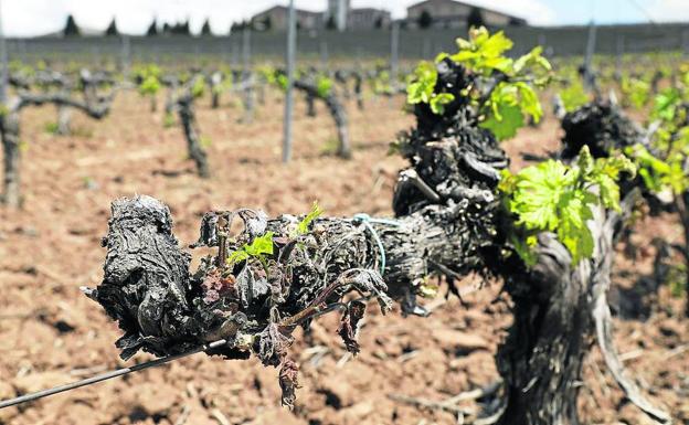 Una vid dañada por las heladas en la zona sur de Ribera del Duero.