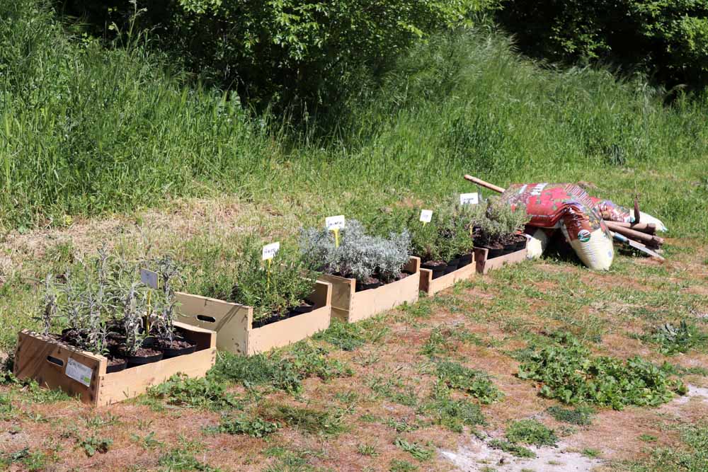 Fotos: Centenares de burgaleses han plantado árboles en la ladera del Castillo