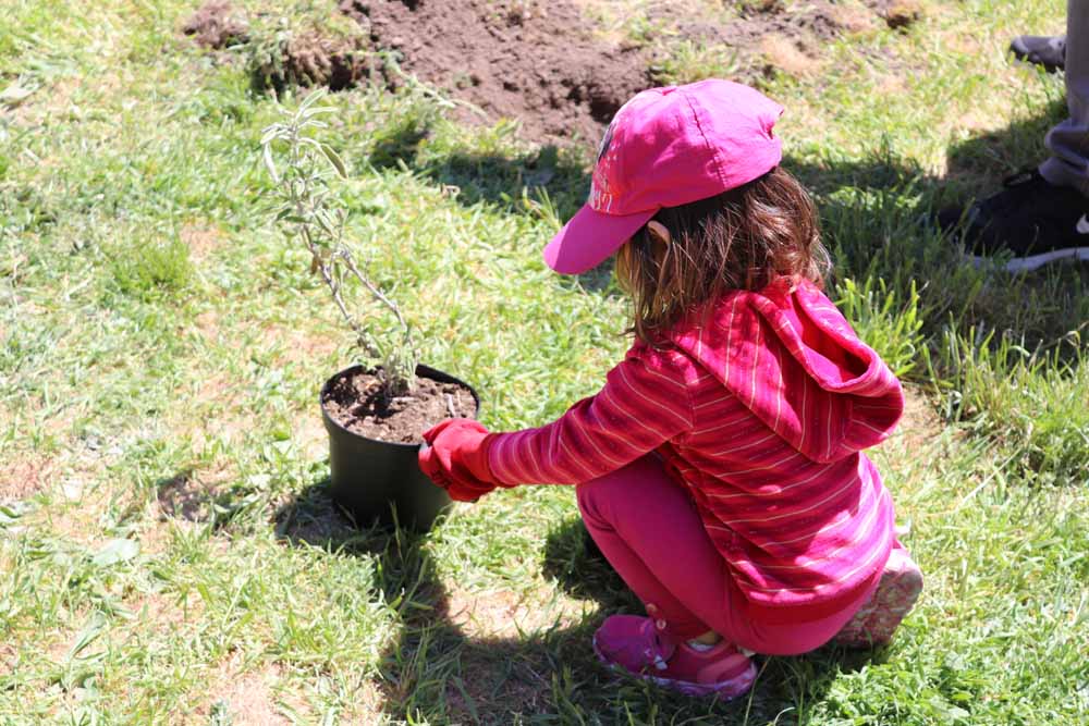 Fotos: Centenares de burgaleses han plantado árboles en la ladera del Castillo