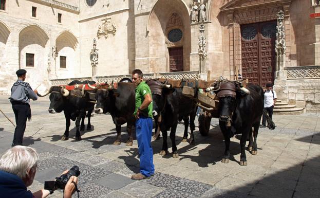 La Cabaña Real de Carreteros ya visitó Burgos hace un par de años con una de sus rutas anuales