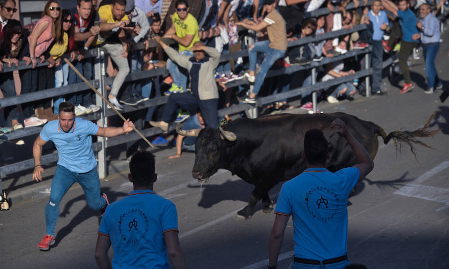 Como viene siendo habitual desde hace años, el primer fin de semana del mes de junio se convierte en una especie de fiestas patronales chicas en Medina del Campo, gracias a la suelta urbana de tres morlacos