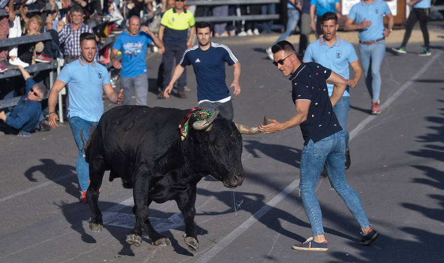 Como viene siendo habitual desde hace años, el primer fin de semana del mes de junio se convierte en una especie de fiestas patronales chicas en Medina del Campo, gracias a la suelta urbana de tres morlacos