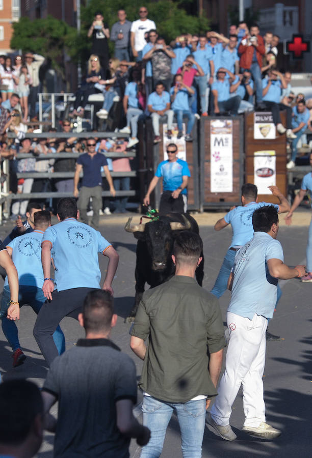 Como viene siendo habitual desde hace años, el primer fin de semana del mes de junio se convierte en una especie de fiestas patronales chicas en Medina del Campo, gracias a la suelta urbana de tres morlacos