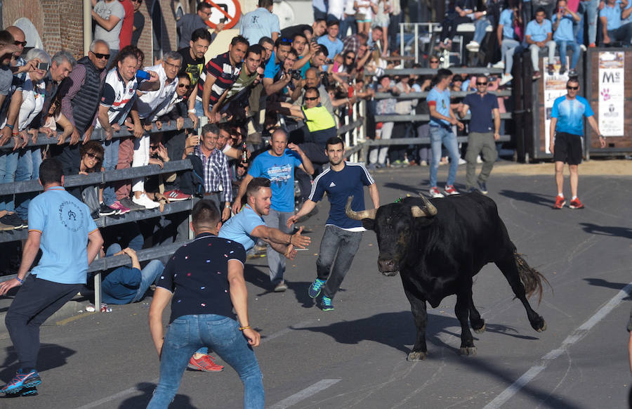 Como viene siendo habitual desde hace años, el primer fin de semana del mes de junio se convierte en una especie de fiestas patronales chicas en Medina del Campo, gracias a la suelta urbana de tres morlacos