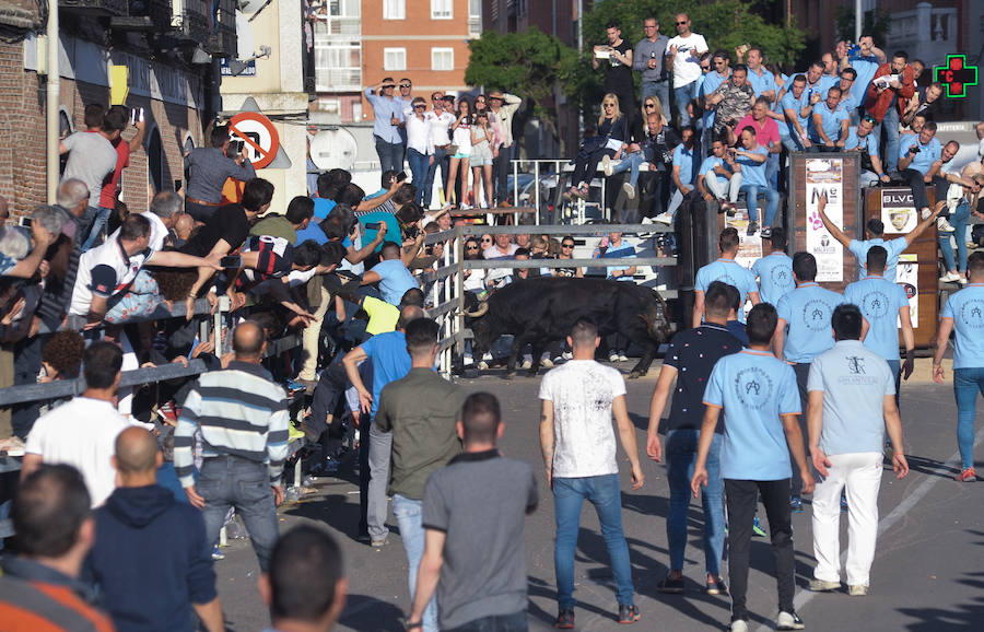 Como viene siendo habitual desde hace años, el primer fin de semana del mes de junio se convierte en una especie de fiestas patronales chicas en Medina del Campo, gracias a la suelta urbana de tres morlacos