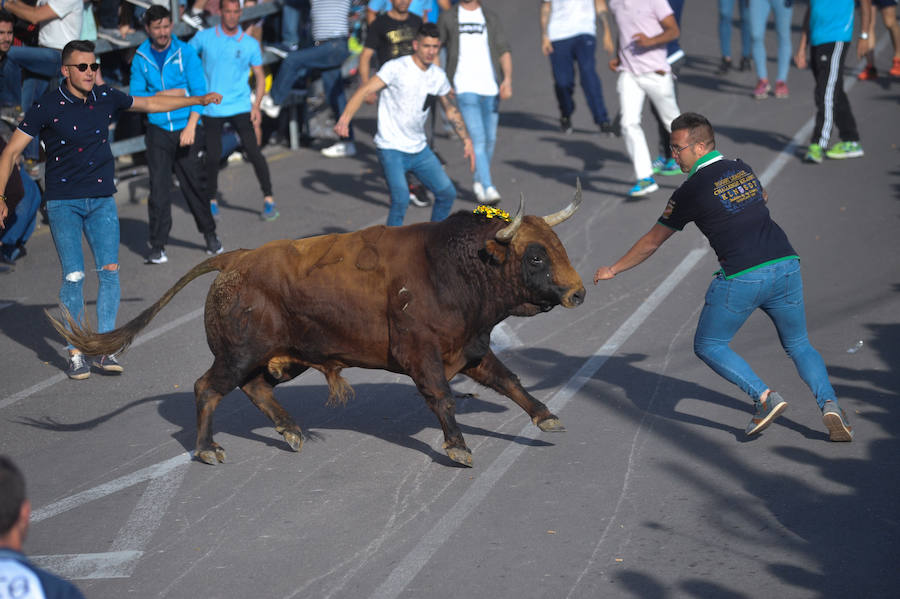 Como viene siendo habitual desde hace años, el primer fin de semana del mes de junio se convierte en una especie de fiestas patronales chicas en Medina del Campo, gracias a la suelta urbana de tres morlacos