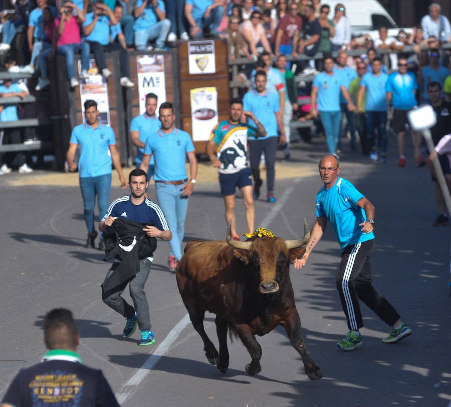 Como viene siendo habitual desde hace años, el primer fin de semana del mes de junio se convierte en una especie de fiestas patronales chicas en Medina del Campo, gracias a la suelta urbana de tres morlacos