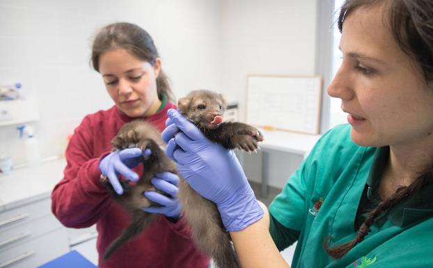 La veterinaria del CRAS de Albillos, Ariadna Apruzzese, junto a una técnico, con dos crías de garduña.