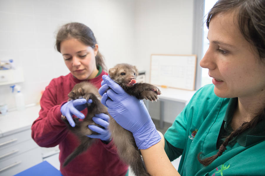 Fotos: Centro de Recuperación de Animales Silvestres (CRAS) de Albillos