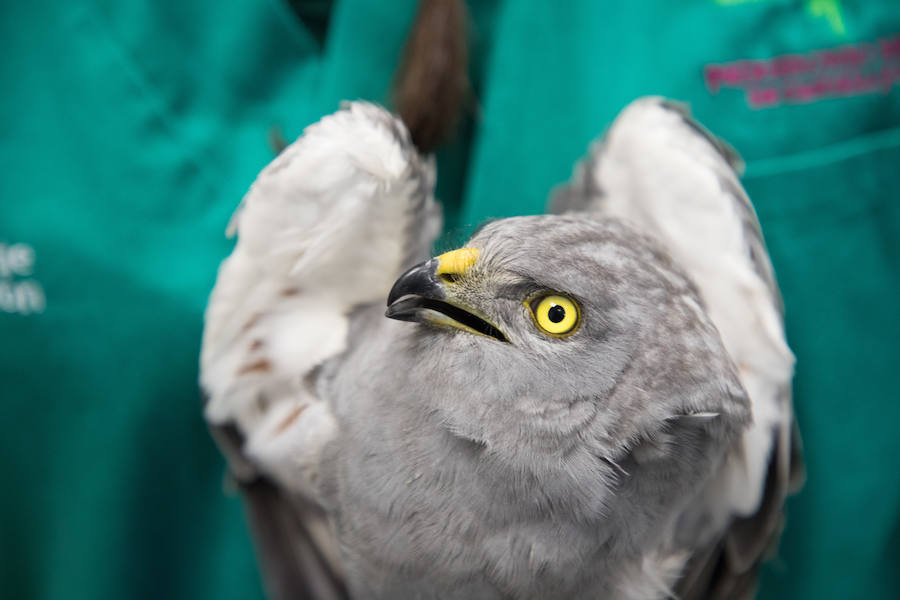 Fotos: Centro de Recuperación de Animales Silvestres (CRAS) de Albillos