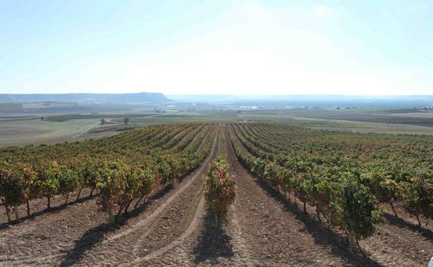 Viñedo de Bodegas Emilo Moro. 