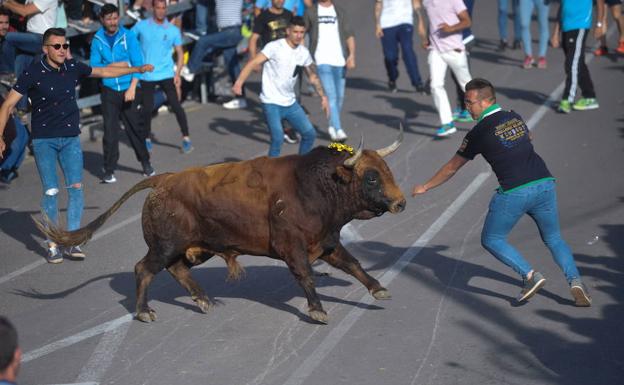 Toro de la Feria en Medina del Campo, Valladolid.