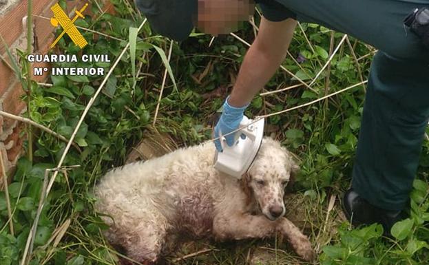 El Seprona auxilia a un perro abandonado que sufrió un atropello