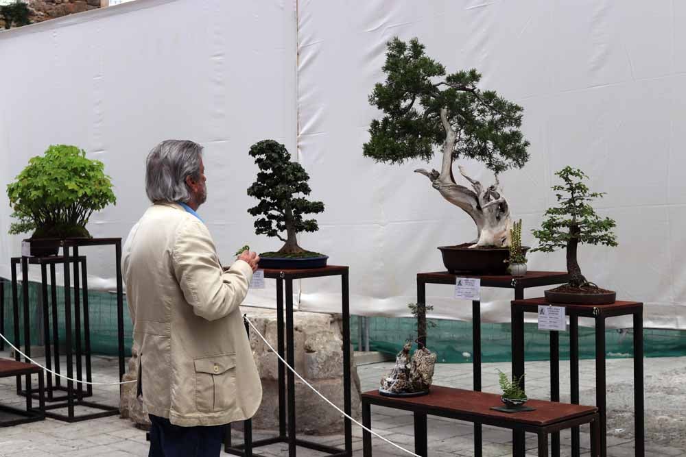 Fotos: En imágenes la exposición de bonsáis
