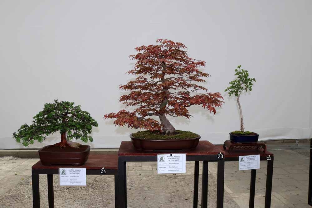 Fotos: En imágenes la exposición de bonsáis