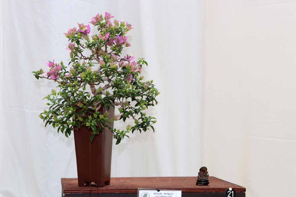 Fotos: En imágenes la exposición de bonsáis