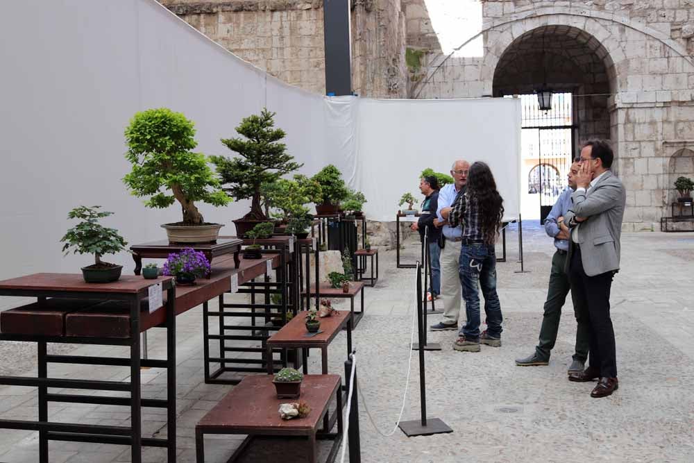 Fotos: En imágenes la exposición de bonsáis