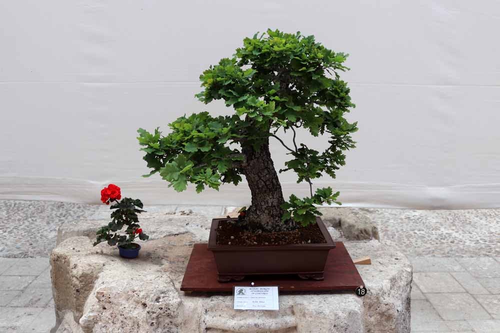 Fotos: En imágenes la exposición de bonsáis