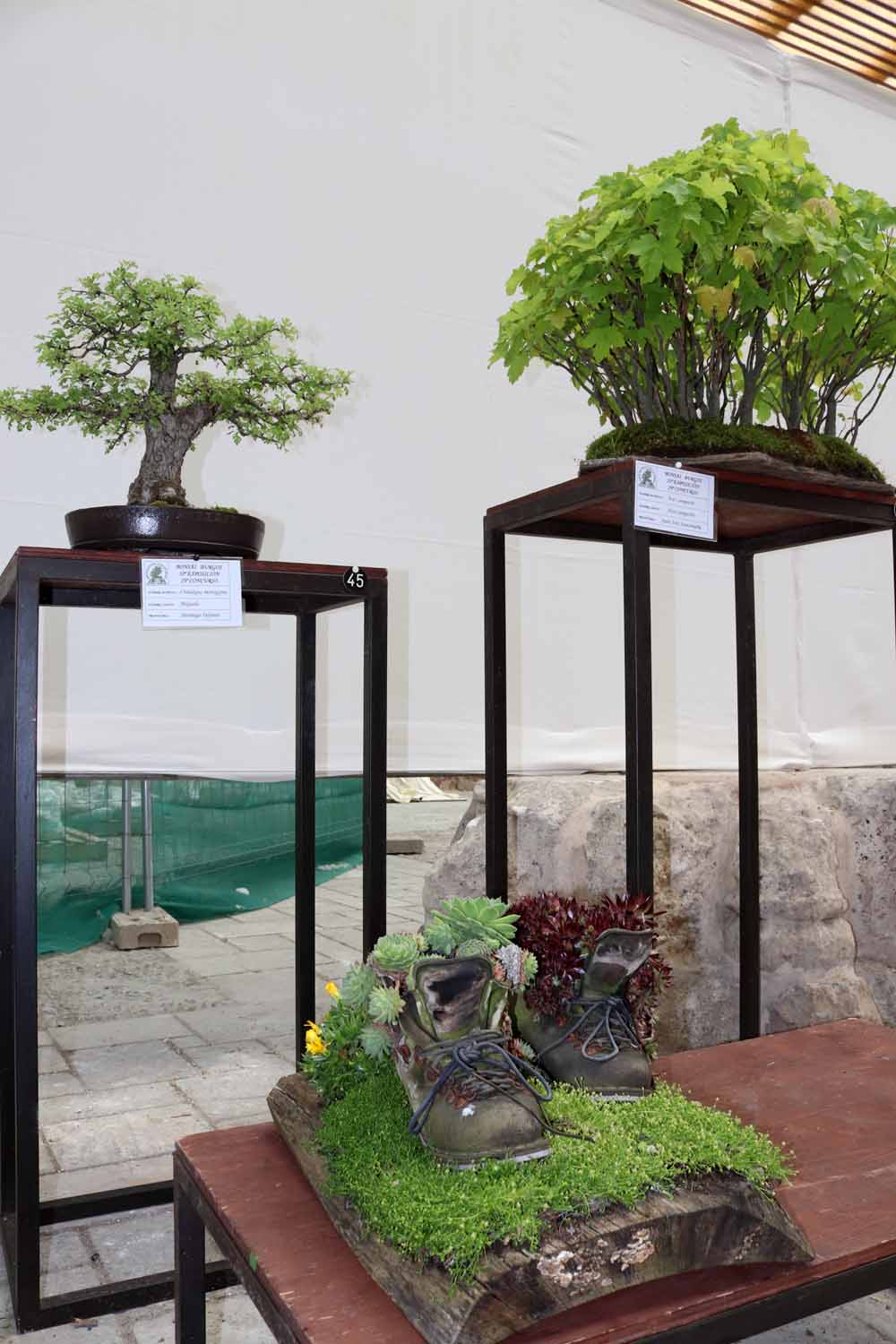 Fotos: En imágenes la exposición de bonsáis