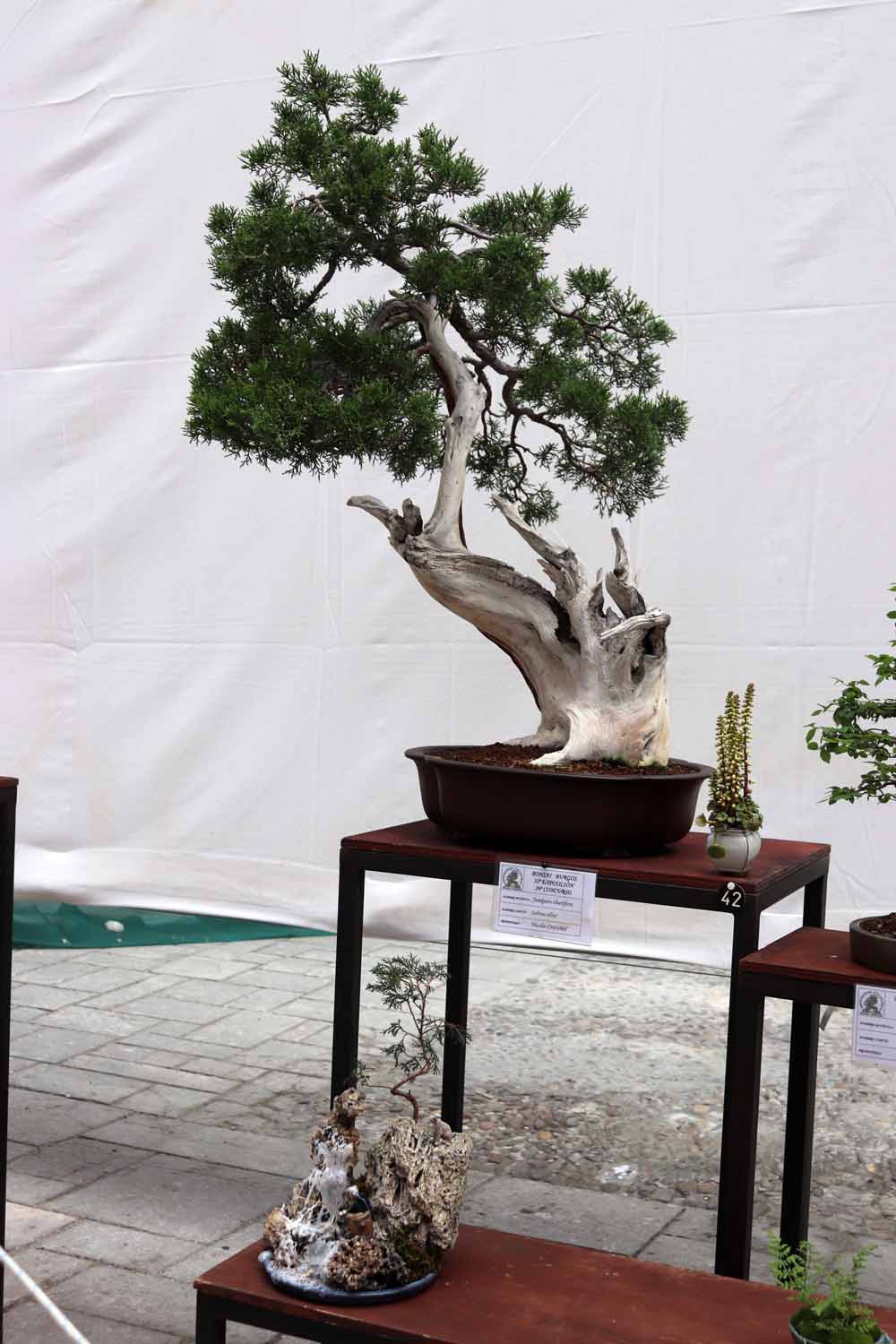 Fotos: En imágenes la exposición de bonsáis