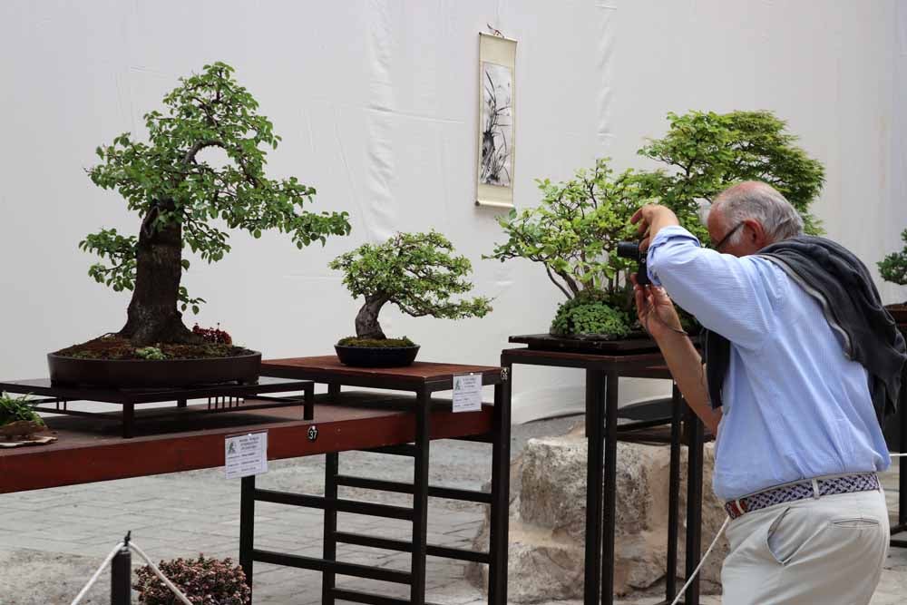 Fotos: En imágenes la exposición de bonsáis
