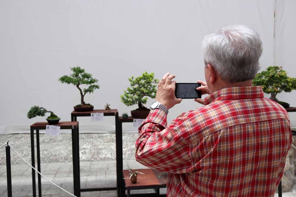 Fotos: En imágenes la exposición de bonsáis