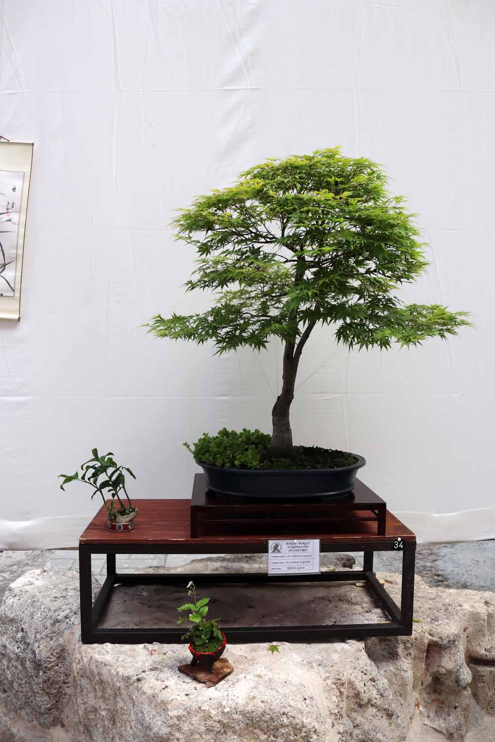 Fotos: En imágenes la exposición de bonsáis