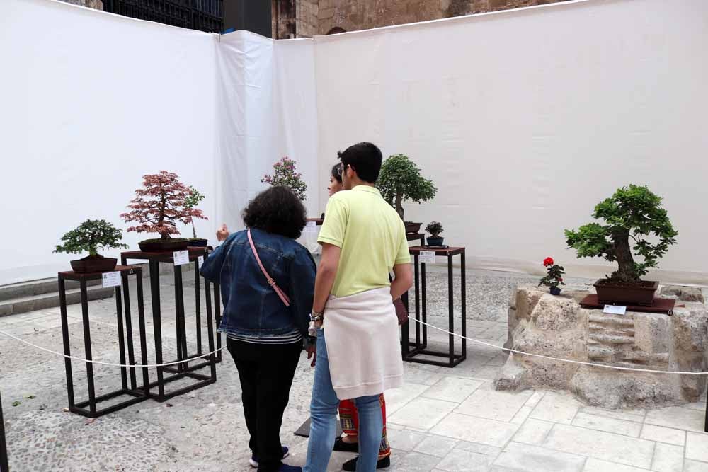 Fotos: En imágenes la exposición de bonsáis