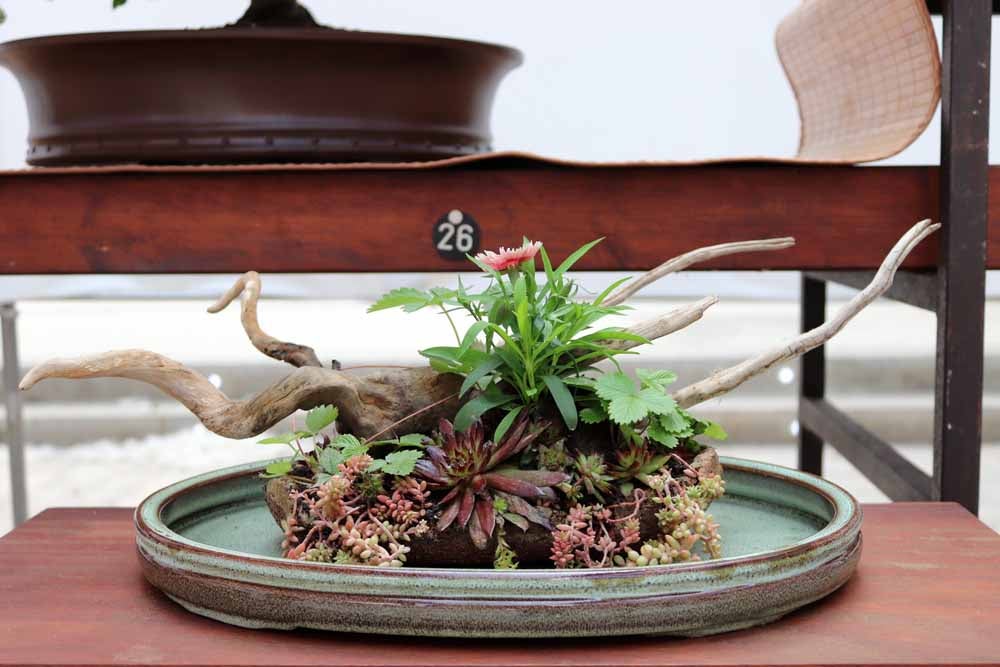 Fotos: En imágenes la exposición de bonsáis