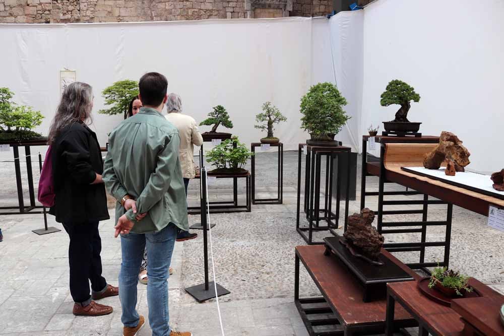 Fotos: En imágenes la exposición de bonsáis