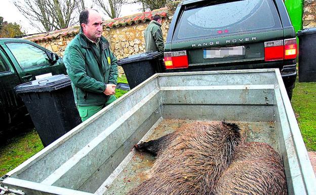 Dos de los jabalíes abatidos en la cacería de Monte El Viejo. 