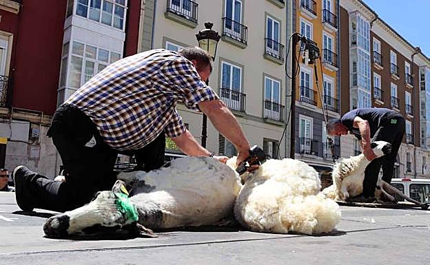 A la izquierda, un esquilador con tijeras y a la derecha otro con máquina
