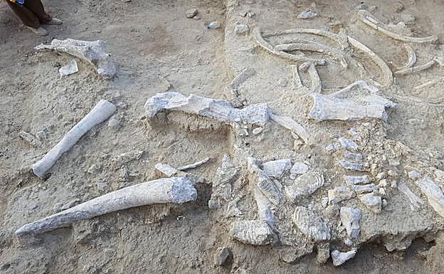 Concentración de restos de elefante en uno de los niveles inferiores del yacimiento Thiongo Korongo, lecho II de Olduvai (Tanzania)