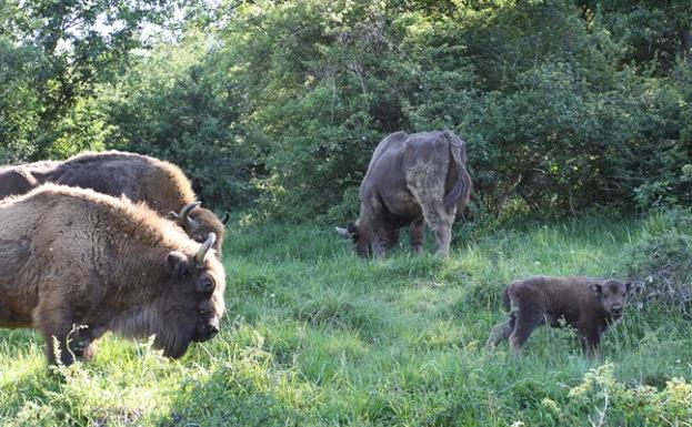 La hembra de bisonte Ciria (I), y parte de la familia, junto a su cria Cierzo, en el monte de San Martín de Perapertú (Palencia). 