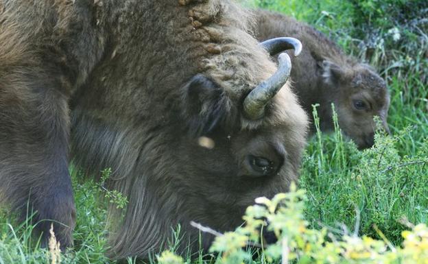 a hembra de bisonte Ciria junto a su cria Cierzo, en el monte de San Martín de Perapertú. 