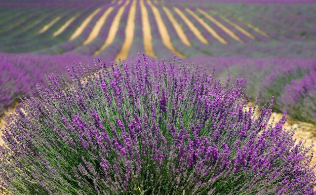 La Alcarria, comarca de miel y campos de lavanda