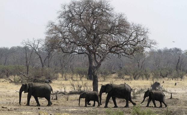 El elefante africano forma parte de los afroterios que aún conservan los testículos en una posición interior del organismo.