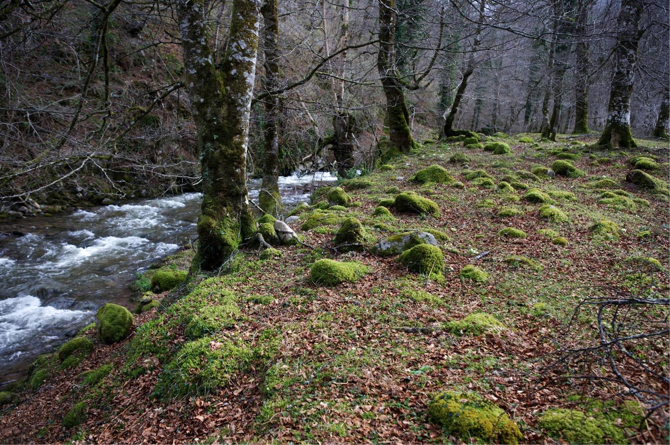 Ruta de los Puentes, del Parque Natural de Saja-Besaya.