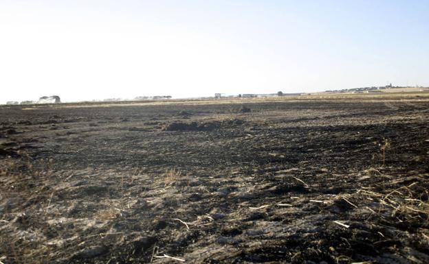 Campo de rastrojo quemado. 