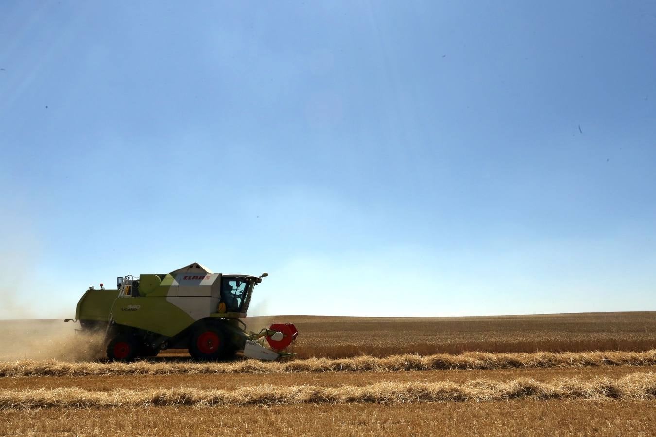 Pese al retraso en tres semanas de recolección por las lluvias, la cosecha de este año será la segunda mejor de los últimos cinco años y alcanzará los siete millones de toneladas