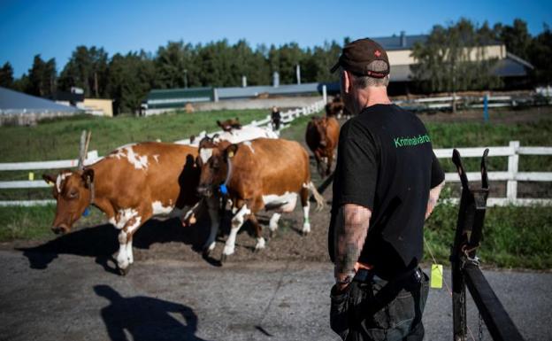 Uno de los presos posa junto a las vacas de las que cuida.