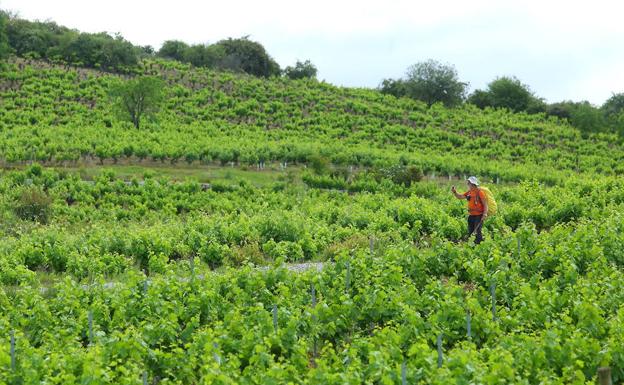 Viñas de la DO Vinos del Bierzo